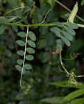 Louisiana vetch